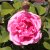 austin Gertrude Jekyll ® (Ausbord), Engelsk Buskros, C6