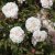 sempervirens White Pet (Little White Pet), Marktäckarros, C4