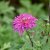 Chrysanthemum zawadskii Lady Clara