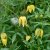 Clematis tangutica