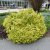 Euonymus fortunei Emerald´n Gold, Guldbenved