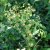 Euphorbia amygdaloides subsp. robbiae