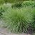Festuca mairei, Atlassvingel