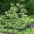 Fothergilla major, Stor Häxal