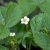 Fragaria vesca Snövit, Vit Smultron