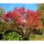 Acer tataricum ssp. ginnala fk Uppsala E, Ginnalalönn