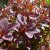 Berberis thunbergii Atropurpurea, Röd Häckberberis