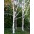 Betula utilis jacquemontii, Himalayabjörk