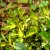 Euonymus fortunei Blondy ®