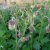 Geum rivale, Humleblomster