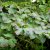 Hamamelis intermedia Diane, Hybridtrollhassel