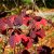 Hamamelis mollis