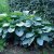 Hosta hybr. Empress Wu ®, Funkia
