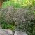 Limonium platyphyllum