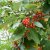 Sorbus mougeotii
