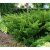 Taxus media Green Mountain, Hybrididegran, 40-50 C3,5