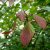 Viburnum farreri, Kejsarolvon