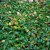 Cotoneaster apiculatus E, Klippoxbär, busk C3,5
