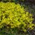 Sedum acre, Gul Fetknopp