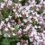 Thymus serpyllum Pink Chintz, Backtimjan