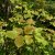 Viburnum sargentii Onondaga, Blodolvon
