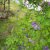 Clematis viticella