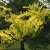 Gleditsia triacanthos Sunburst