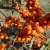 Hippophae rhamnoides Hillevi ®, Havtorn, busk C3,5