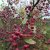 Malus Stenström E, Purpurapel, 90-110 stam co