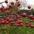 Malus Stenström E, Purpurapel, 90-110 stam co
