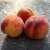 Prunus persica Frost