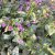 Pulmonaria hybr. Majesté, Lungört