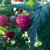 Rubus idaeus Preussen, Hallon