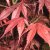 Acer palmatum Garnet (Dissectum Garnet), Japansk Blodlönn