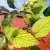 Humulus lupulus Aureus, Guldhumle