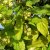 Humulus lupulus Aureus, Guldhumle