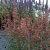 Agastache baberi Firebird, Kolibriört, P9cm