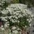 Anaphalis triplinervis Sommerschnee