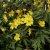 Anemone ranunculoides Semiplena