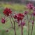 Aquilegia vulgaris Ruby Port