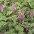 Dicentra formosa