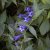 Gentiana asclepiadea, Knippgentiana, P9cm