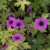 Geranium hybr. Ann Folkard, Trädgårdsnäva, P9cm