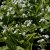 Omphalodes verna Alba, Ormöga