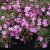 Saponaria hybr. Bressingham