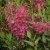 Kalmia angustifolia Rubra, Smalbladig Kalmia