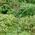 Aquilegia vulgaris Ruby Port