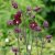 Aquilegia vulgaris Ruby Port