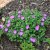 Geranium sanguineum