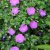 Geranium sanguineum